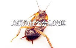 房间为什么会有蟑螂进来？卧室里为什么会有蟑螂出现