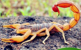 蝎子养殖效益（蝎子养殖效益如何）图1