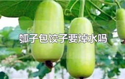 瓠子包饺子要焯水吗