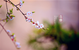 2024年躲春的正确方法和技巧图2