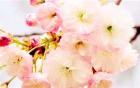 2024年南京鸡鸣寺樱花什么时间开图3