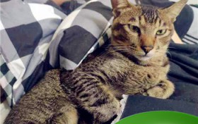 家里来狸花猫是凶是吉？为什么狸花猫比花色的猫凶？