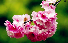 2024南京樱花盛开一般在几月图2