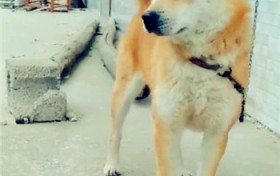 现在有很多人都十分喜爱养宠物狗，那样秋田犬适宜家养吗？ 养秋田犬的体验