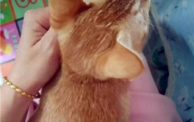 三个方法训练猫咪不跳上床？怎样训练猫咪不跳床？图2