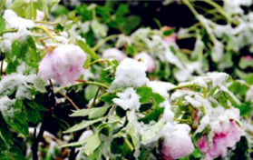 2024年3月份有倒春寒吗图3