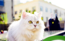 长毛猫有哪些品种（长毛猫品种）图3