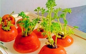 阳台胡萝卜的种植步骤与技巧？鸡毛菜种子种植方法盆栽？图2