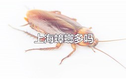 上海蟑螂多吗 上海的蟑螂为什么那么多