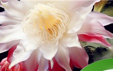 昙花的花语是什么 昙花怎么修剪