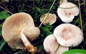 如何辨别有毒的野生菌？云南无毒野生菌品种？图1