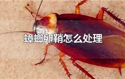 蟑螂卵鞘怎么处理