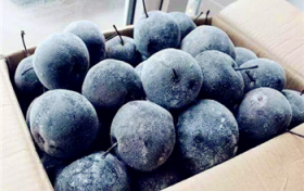 冻梨要反复冻几回才能够变为黑色图3