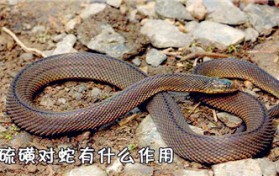 蛇为什么怕硫磺（蛇为何畏惧硫磺）