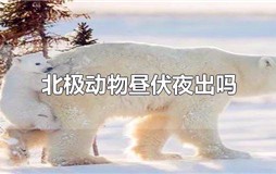 北极动物昼伏夜出吗