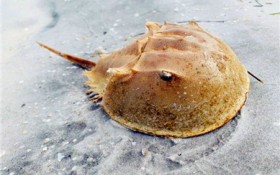 鲎是什么动物？原来是这样的奇妙生物