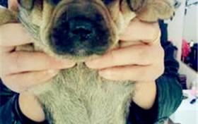 拉布拉多幼犬价格多少钱一只？ 狗市场价格幼犬