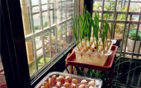 怎么在家里阳台就能种出鲜嫩的蒜苗？一次性杯子怎么种蒜苗？图1