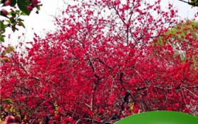什么时候赏樱花最好？孤柏渡樱花最佳时间？图1