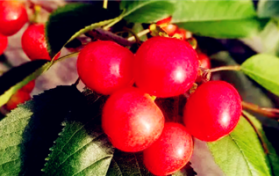 2024年大连市五月初有樱桃采摘吗图1