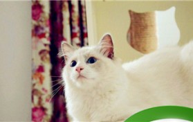长毛猫有哪些品种（长毛猫品种）图1