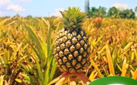 凤梨哪些季节完善（凤梨完善季节）