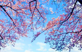 2024年武汉3月份温度大概是多少图1