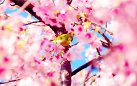 2024年清明时节去武汉还能见到樱花吗图2