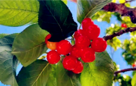 2024年大连市五月初有樱桃采摘吗图2