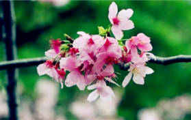 2024南京樱花盛开一般在几月图1