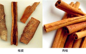肉桂和桂皮的区别是什么（肉桂与桂皮的区别）