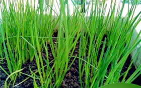 怎样正确种植小葱成活率高？怎么种植四季小香葱？