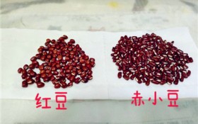 赤小豆是什么（赤小豆的起源和用途）