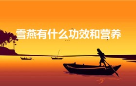 雪燕有什么功效和营养（雪燕的功效与营养价值）
