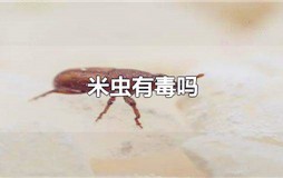 米虫有毒吗