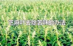 怎样去除芝麻叶的苦味？芝麻苦味如何处理