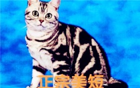 怎样才能看得出小猫长大后是大脸盘子？ 美国短毛猫成长真丑