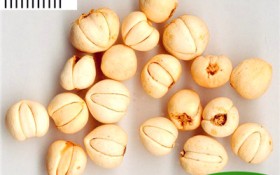 川贝什么样照片（川贝外观及照片）