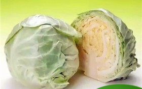 卷心菜什么鬼（卷心菜梗的种类和用途）