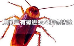 房间里有蟑螂怎么彻底清除