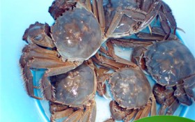 大闸蟹跟河蟹有哪些区别（大闸蟹与河蟹的区别比照）