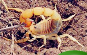 蝎子养殖效益（蝎子养殖效益如何）图3